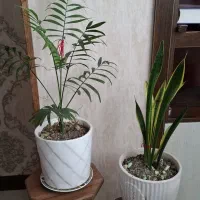 دوعدد گلدان آپارتمانی سالم و شاداب