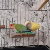 یک جفت طوطی برزیلی|پرنده|ری, عباس‌آباد|دیوار