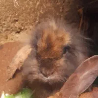 خرگوش لوپ نر و خرگوش ماده