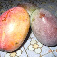 نهال انبه پیوندی سطلی سه ساله|گل و گیاه طبیعی|شیراز, انجیره|دیوار