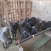 ۸ راس بره نر عروسک