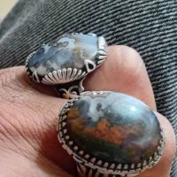 شجر روزگاری قدیمی