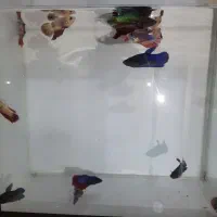 ماهی بتا ماده شکم پر