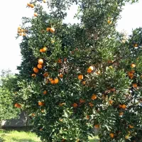 خریدار پرتقال و محصولات سر درختی شما کاملا منصفانه|خوردنی و آشامیدنی|آمل, |دیوار