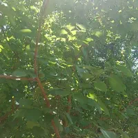 زمین-وباغ-روستایی-میل-سفید-بخش-خضراباد