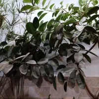 گل فیلتوس بزرگ