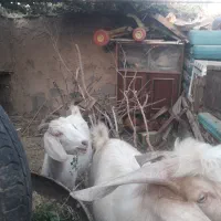 بزسانن|حیوانات مزرعه|خواف, |دیوار