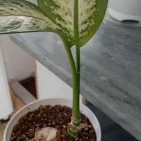 گل دیفن جوان سرحال