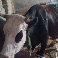 یک گوساله بایک گوساله