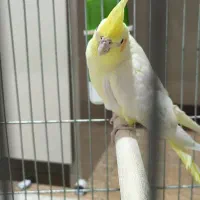 عروس هلندی