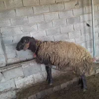 فروش گوسفند نر تخمی