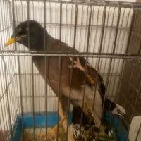 مرغ مینا سخنگو دستی