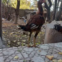 جوجه خروس لاری افغان|حیوانات مزرعه|رابر, |دیوار