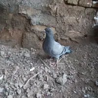 کفتر پلاکی معاوضه|پرنده|جوادآباد, |دیوار