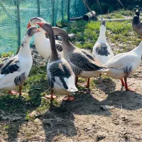 غاز نر محلی سنگین وزن|حیوانات مزرعه|رشت, جانبازان|دیوار