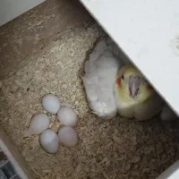 چند جفت عروس هلندی آماده تخم