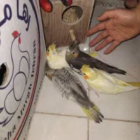 عروس هلندی همراه با ۴ جوجه نژاد دار|پرنده|تهران, مسعودیه|دیوار