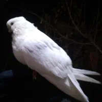 چند تا کبوتر سفید کاکلی و ساده نوک ریز|پرنده|ملکان, |دیوار