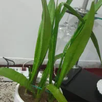 دوعددگل وگلدان سنسوریا