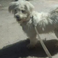 سگ برای فروش|سگ|دوگنبدان, |دیوار