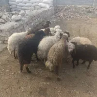 ۱۲عدد بره ماده