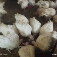 بوقلمون|حیوانات مزرعه|اهر, |دیوار