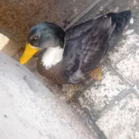 اردک محلی کله سبز