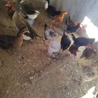 سیزده عدد جوجه