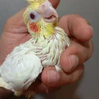 عروس هلندی سرلاکی
