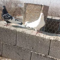 کبوتر|پرنده|سنندج, |دیوار