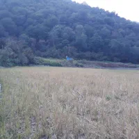 زمین|فروش زمین و ملک کلنگی|پایین هولار, |دیوار