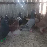 کفتر|پرنده|مشهد, تلگرد|دیوار