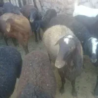 میش‌‌مناسب‌برای‌قربانی