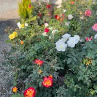 کاشت گل رز هلندی دایم گل