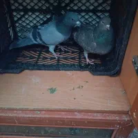 کفتر پرشی|پرنده|سیرجان, |دیوار