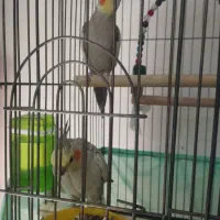 یک جفت عروس هلندی مولد