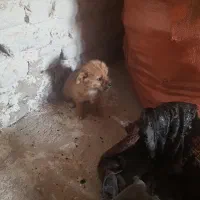 سگ طوله شیتزو خارجی پا کوتاه 2 ماهه