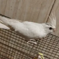 عروس هلندی مولد|پرنده|صباشهر, |دیوار