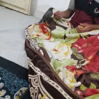 مرغ مینا|پرنده|بندر امام خمینی, |دیوار