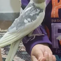 عروس هلندی نر سخنگو