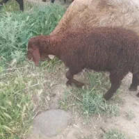 بره نر وماده. وگوسفند بره دار جدا