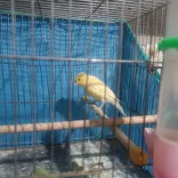 قناری ماده خوشرنگ مست مست