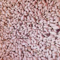 لوبیا سفید|خوردنی و آشامیدنی|فیروزآباد (لرستان), |دیوار