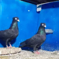 کفترابلغ المانی وزاغ ابادانی|پرنده|مینودشت, |دیوار