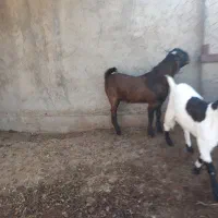 بزغاله نرو ماده