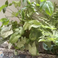 فروشی|گل و گیاه طبیعی|سیلاخور, |دیوار