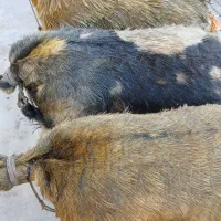 ۴عدد خیگ بزرگ موجوده