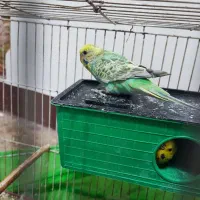 مرغ عشق نرو ماده