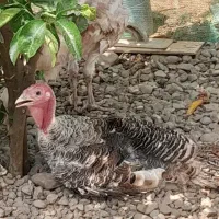 بوقلمون ۶ ماهه