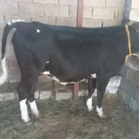 شنگل هلیشتاین